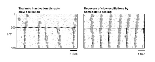 The impact of cortical deafferentation on the neocortical slow oscillation. Lemieux M, Chen J-Y, Lonjers P, Bazhenov M, Timofeev I. Journal of Neuroscience, April, 2014