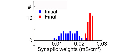 Heterosynaptic plasticity prevents runaway synaptic dynamics. Chen JY, Lonjers P, Lee C, Chistiakova M, Volgushev M, Bazhenov M. J Neurosci. 2013 Oct 2;33(40):15915-29.